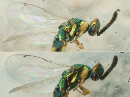 Torymus sp.